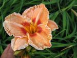 hemerocallis-samba-do-brasil