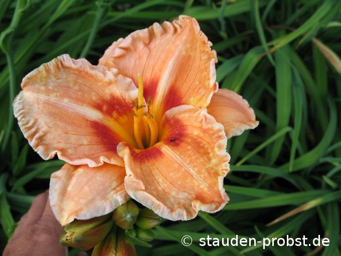 Hemerocallis 'Samba do Brasil' - Taglilie