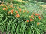 hemerocallis-samreboi-2