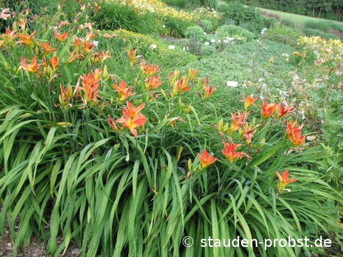 Hemerocallis 'Samreboi' - Taglilie