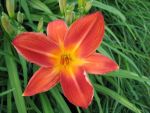 hemerocallis-samreboi