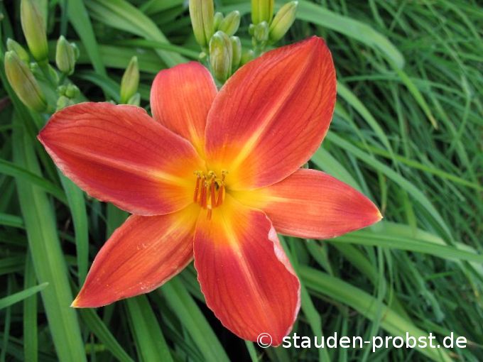 Hemerocallis 'Samreboi' - Taglilie
