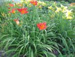 hemerocallis-shining-plumage-2