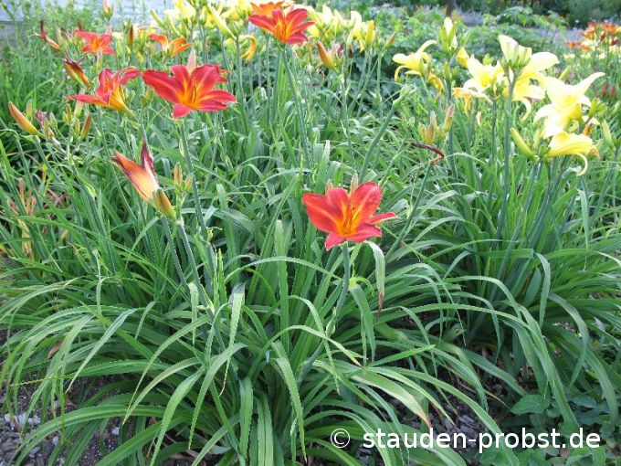 Hemerocallis 'Shining Plumage' - Taglilie