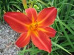hemerocallis-shining-plumage