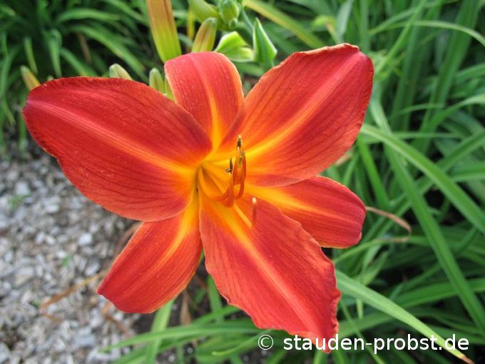 Hemerocallis 'Shining Plumage' - Taglilie