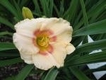 hemerocallis-siloam-baby-talk