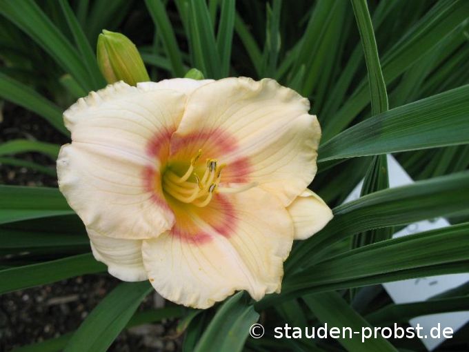Hemerocallis 'Siloam Baby Talk' - Taglilie