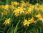 hemerocallis-spider-2