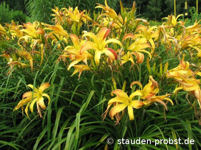 Hemerocallis 'Da Vinci' - Taglilie
