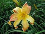 hemerocallis-spider