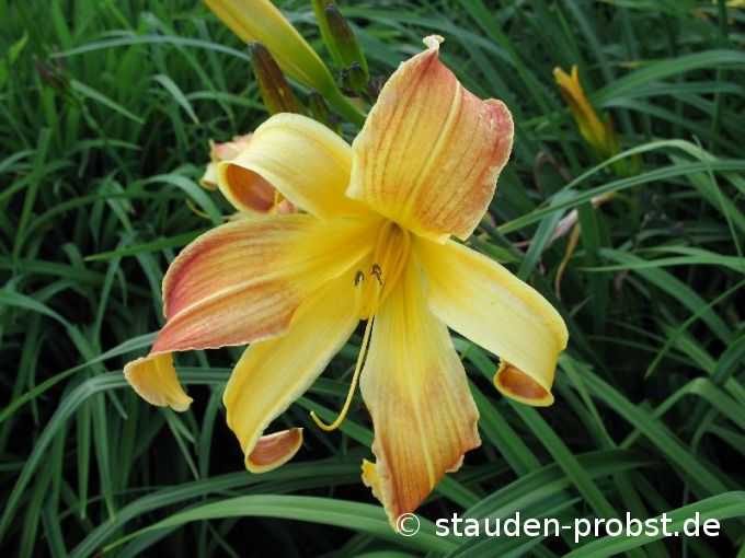 Hemerocallis 'Da Vinci' - Taglilie