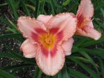 hemerocallis-strawberry-candy
