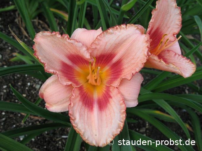 Hemerocallis 'Strawberry Candy' - Taglilie