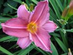 hemerocallis-summer-wine