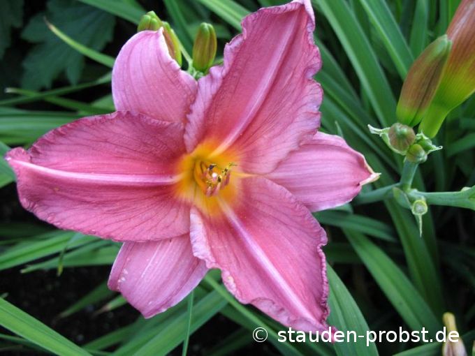 Hemerocallis 'Summer Wine' - Taglilie