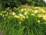 hemerocallis-suzie-wong-2