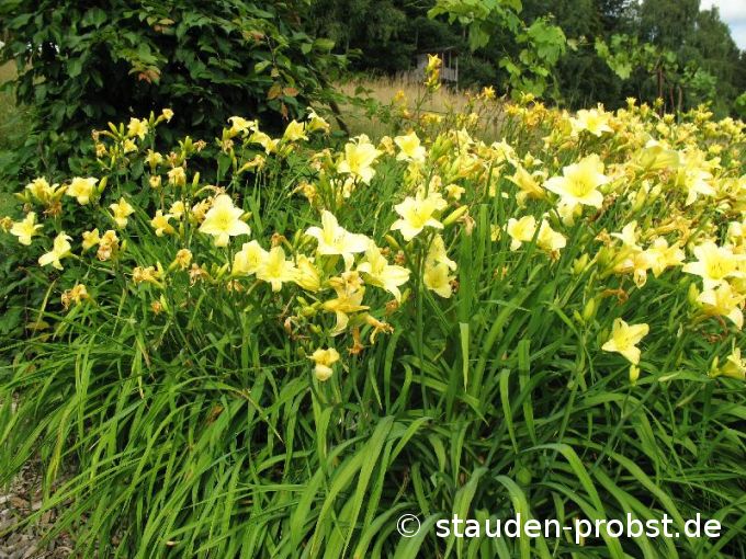 Hemerocallis 'Suzie Wong' - Taglilie