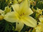 hemerocallis-suzie-wong