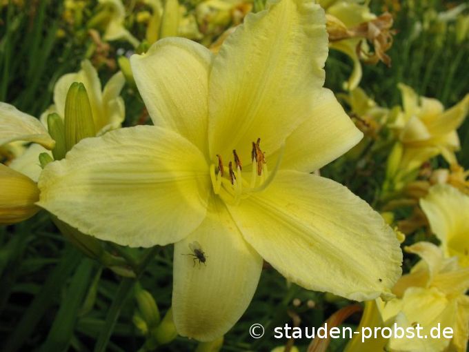 Hemerocallis 'Suzie Wong' - Taglilie