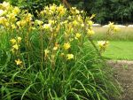 hemerocallis-sweet-pea-3