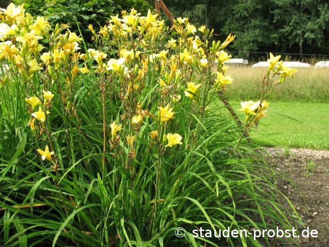 Hemerocallis 'Sweet Pea' - Taglilie