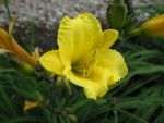 hemerocallis-sweet-pea