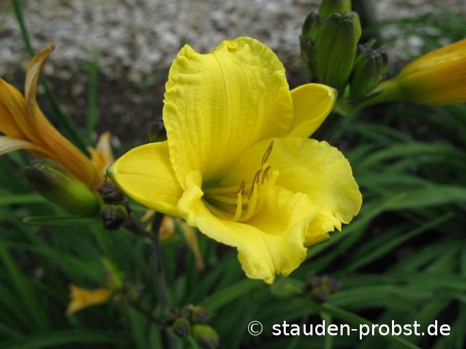 Hemerocallis 'Sweet Pea' - Taglilie