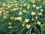 hemerocallis-tiny-miss-2