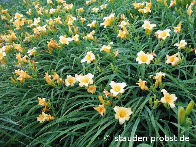 Hemerocallis 'Tiny Miss' - Taglilie