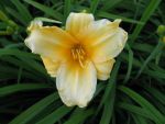 hemerocallis-tiny-miss