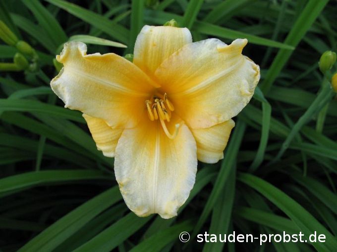 Hemerocallis 'Tiny Miss' - Taglilie