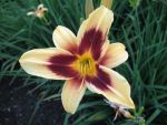 hemerocallis-wideyed