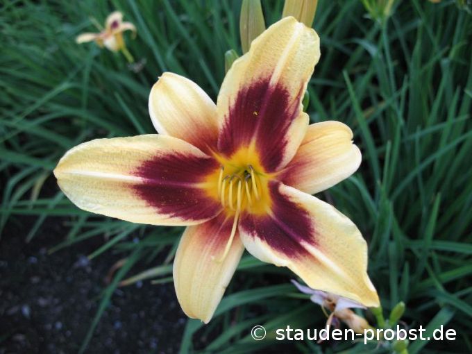 Hemerocallis 'Wideyed' - Taglilie