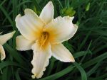 hemerocallis-winnie-the-pooh