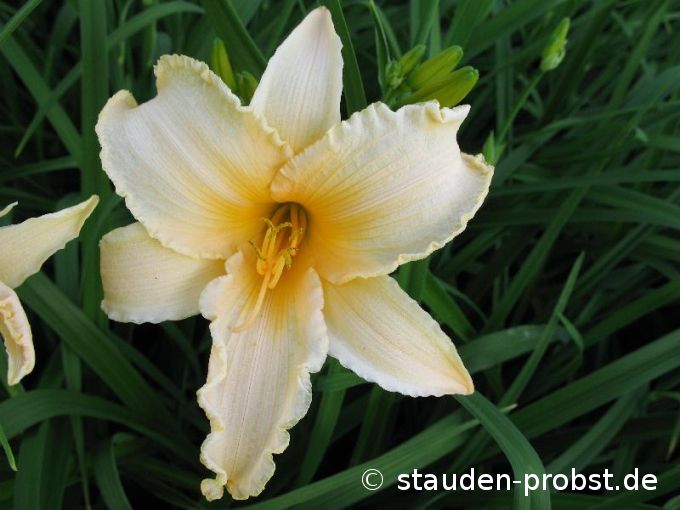 Hemerocallis 'Winnie the Pooh' - Taglilie