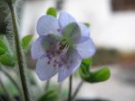 hepatica-nobilis