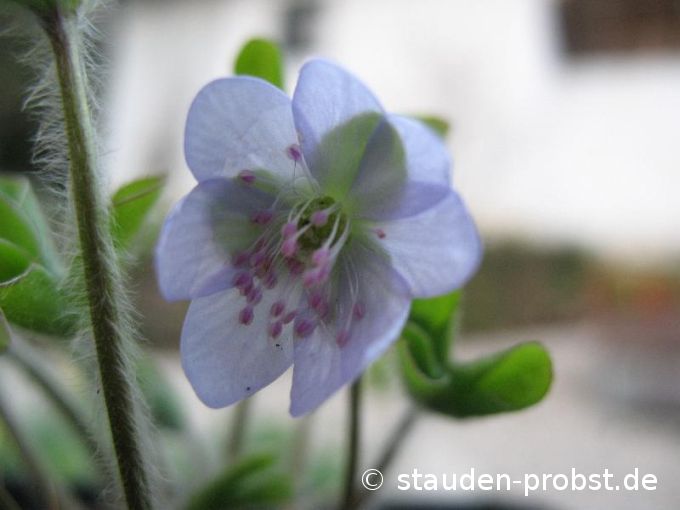 Hepatica nobilis - Leberblümchen