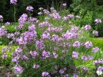 hesperis-matronalis-4
