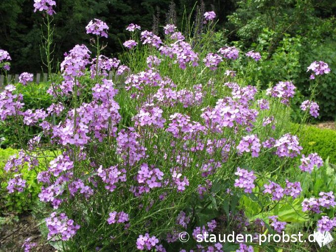 Hesperis matronalis - Nachtviole