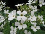 hesperis-matronalis-alba-2