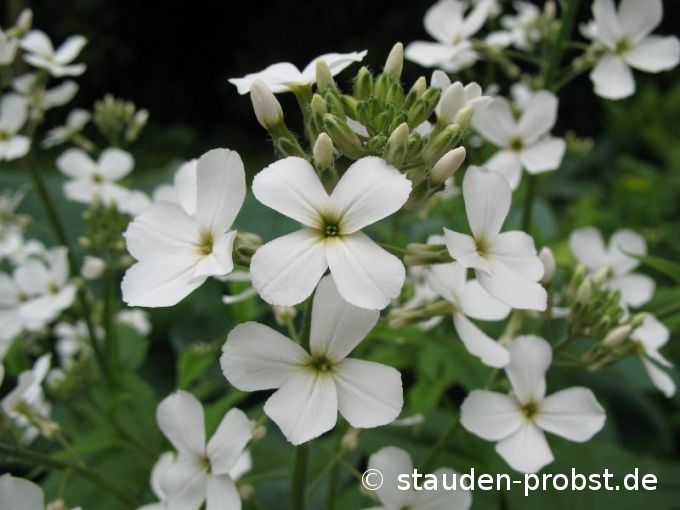 Hesperis matronalis 'Alba' - Nachtviole