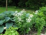 hesperis-matronalis-alba