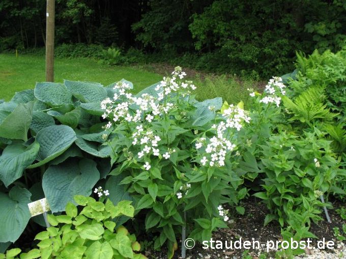 Hesperis matronalis 'Alba' - Nachtviole