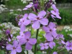 hesperis-matronalis