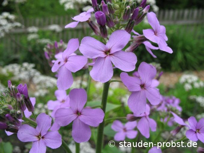Hesperis matronalis - Nachtviole