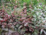 heuchera-hyb-rachel