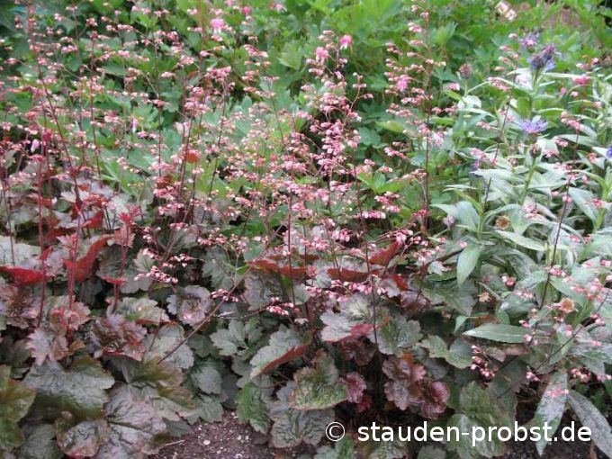 Heuchera 'Rachel' - Purpurglöckchen