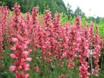 heuchera-hyb-tante-resl-2