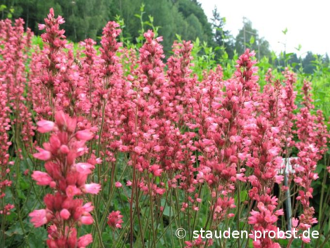 Heuchera 'Tante Resl' - Purpurglöckchen